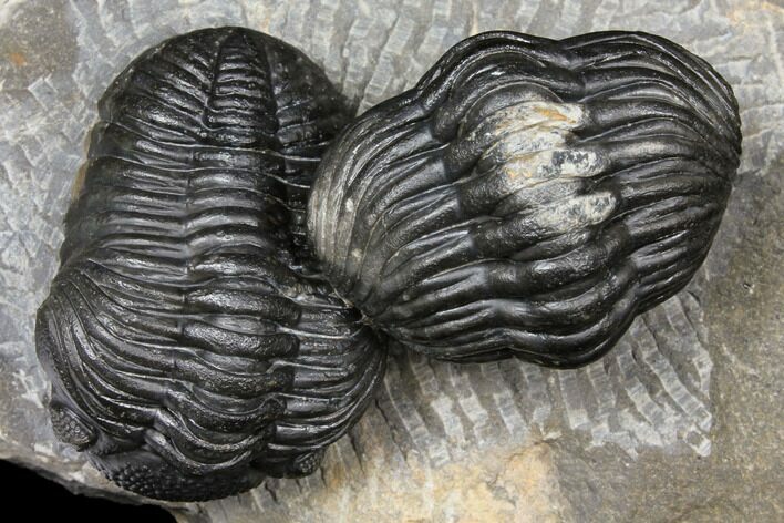 Pair of Pedinopariops Trilobites - Mrakib, Morocco #125293